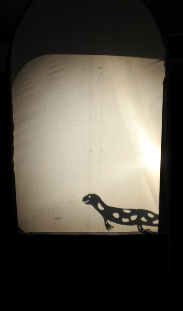 Salamander in shadow
Rachel Baker on shadow duty